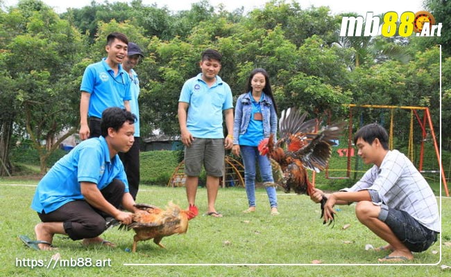 Đá gà - Lịch sử, luật chơi, cách tính điểm và chiến thuật 1 lich su tro cho da ga