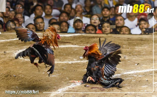 Đá gà - Lịch sử, luật chơi, cách tính điểm và chiến thuật 2 luật chơi trong game đá gà